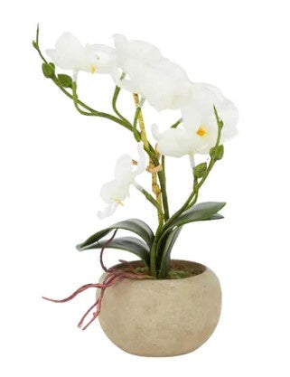 Life Botanic Orchid 26cm in Natural Pot