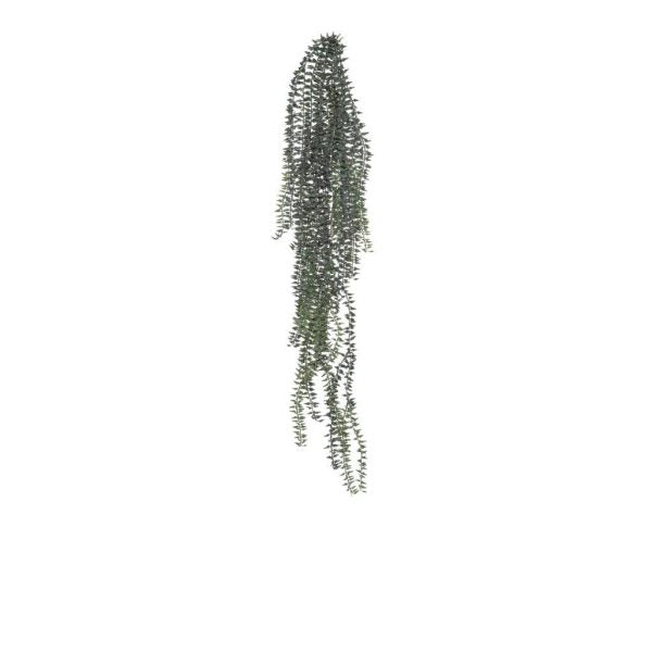 Rogue Cypress Fern Hanging