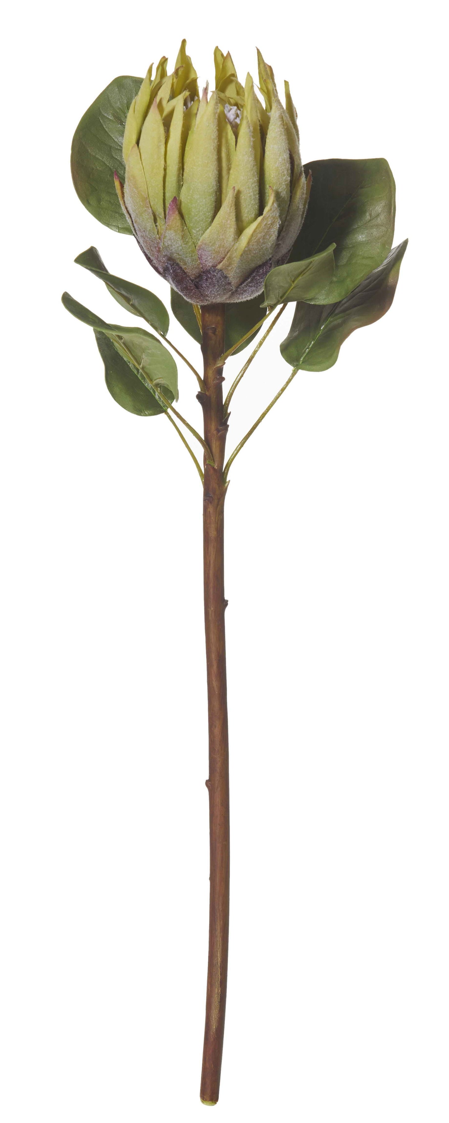 Rogue King Protea Stem Green 60cm