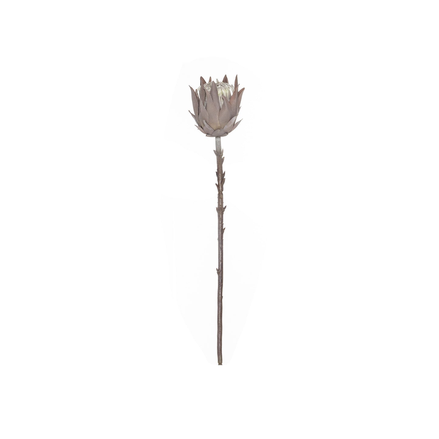Rogue Dried Look Protea Stem 51cm Brown