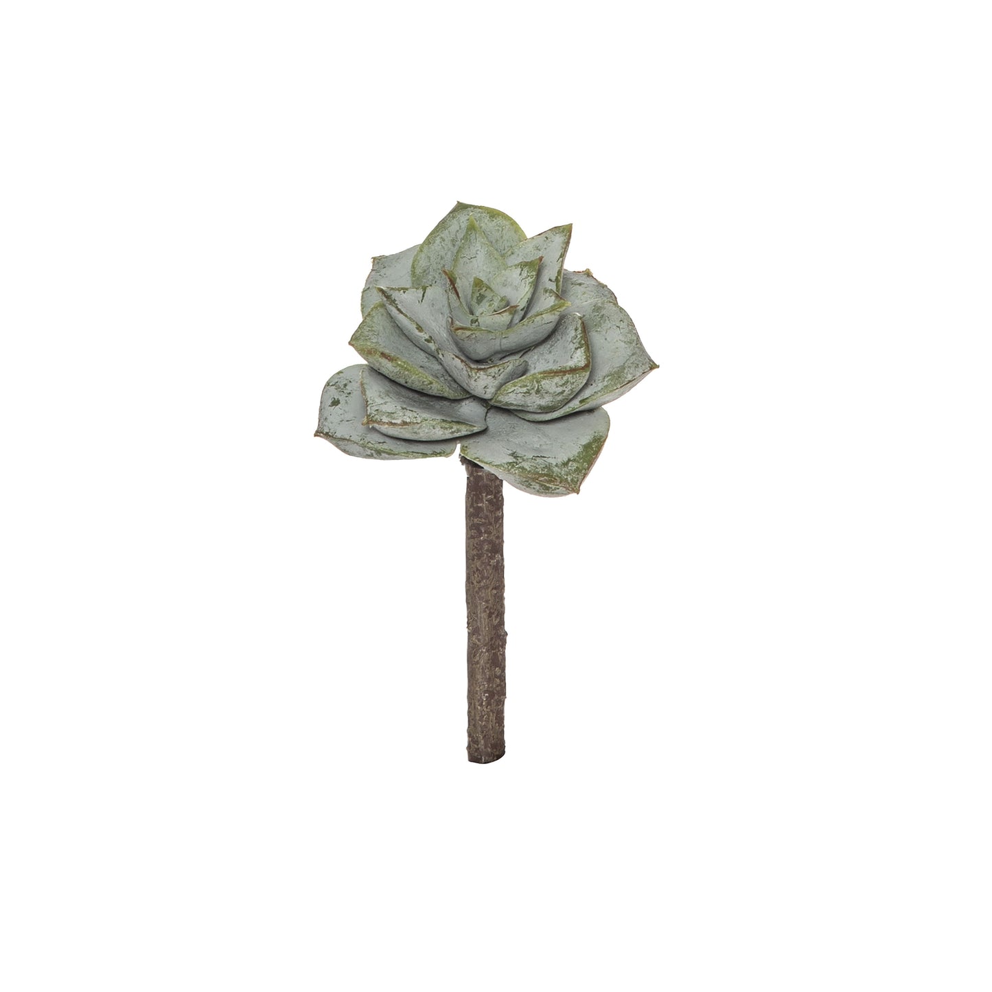 Rogue Flower Echeveria Stem - 11cm