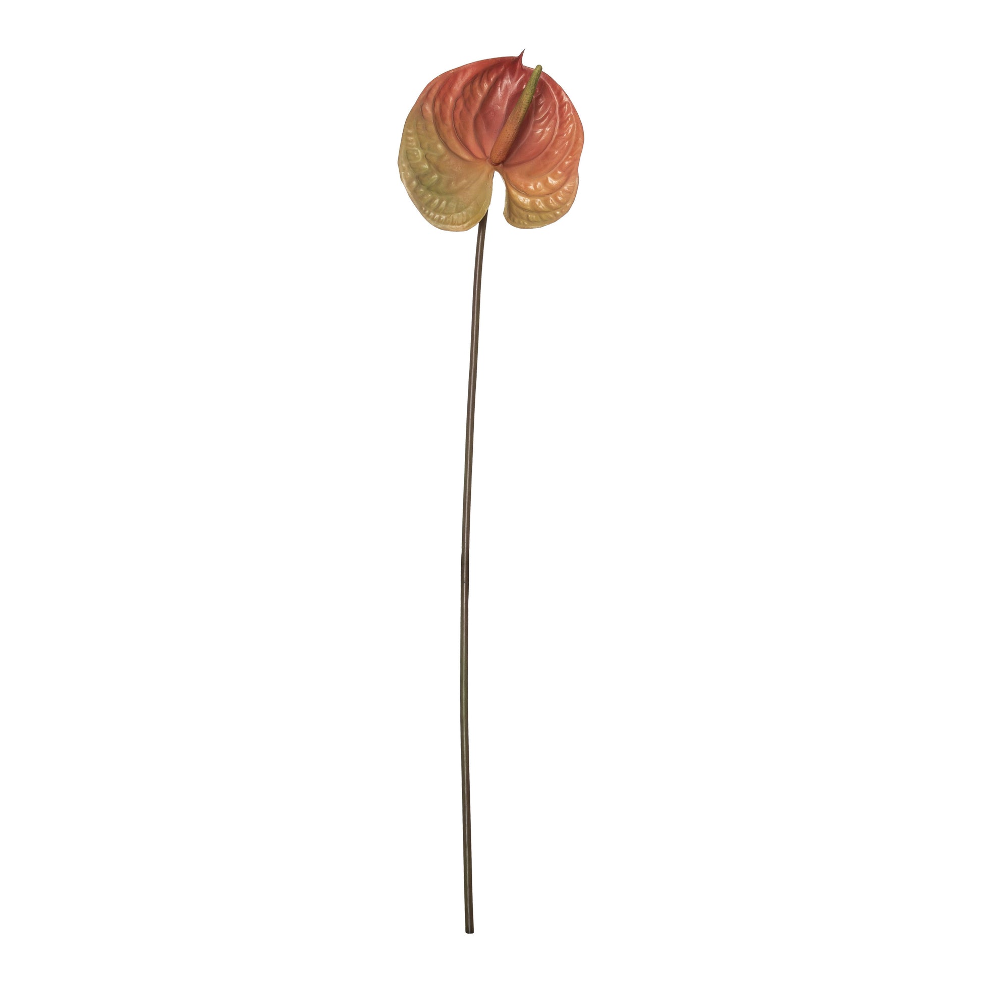 coral anthurium Rogue Anthurium Stem