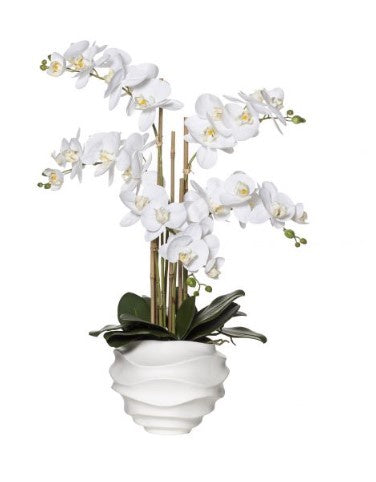 Rogue Butterfly Orchid in Ripple Pot
